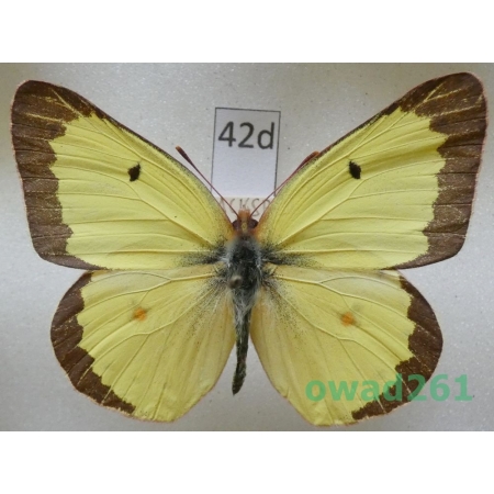 Colias philodice Godart, 1819 male USA42d
